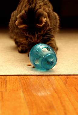 Image: Purina